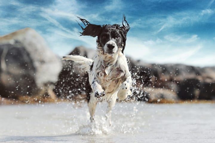 Dog. Photo by Rafaëlla Waasdorp on Unsplash.